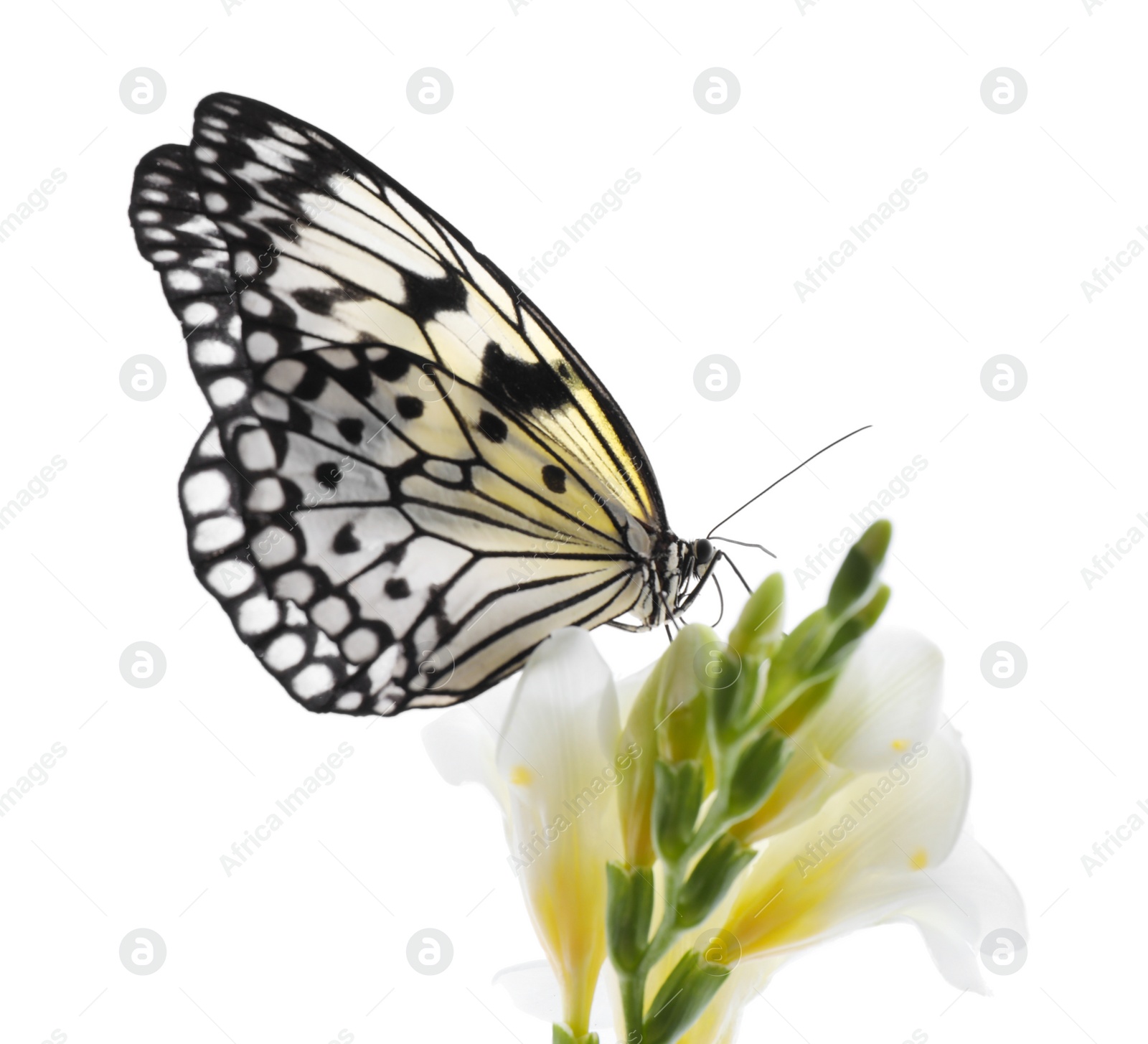 Photo of Beautiful rice paper butterfly sitting on freesia flower against white background