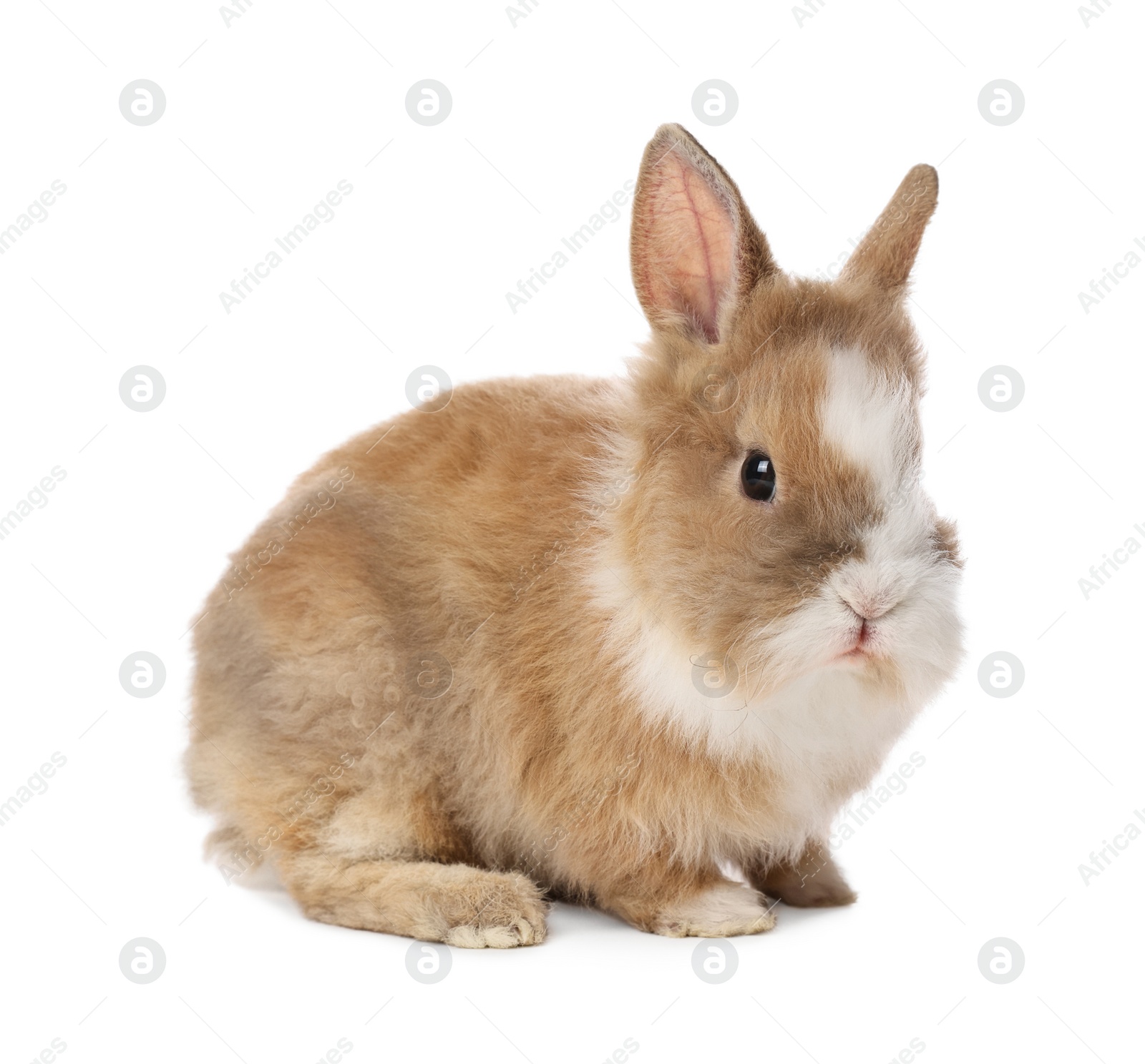 Photo of Cute fluffy pet rabbit isolated on white