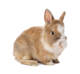 Cute fluffy pet rabbit isolated on white