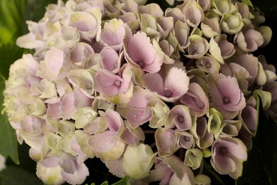 Photo of Beautiful hortensia plant with light flowers, closeup