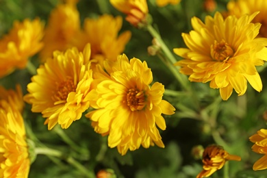 Beautiful chrysanthemum flowers as background, closeup view