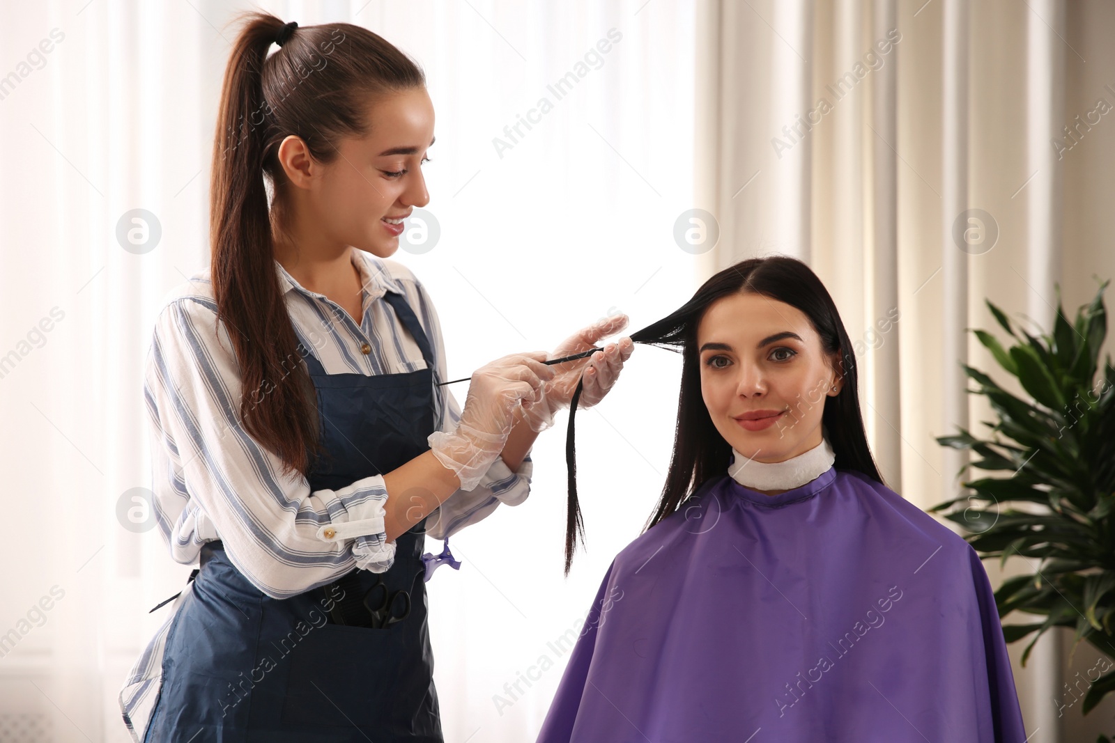 Photo of Professional hairdresser dying hair in beauty salon