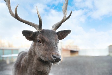 Brown stag with beautiful antlers in zoo, space for text