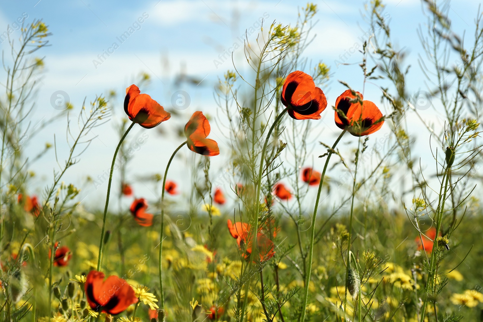 Photo of Beautiful flowers growing in meadow on sunny day