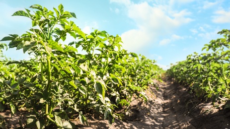 Photo of Beautiful field of potato bushes on sunny day