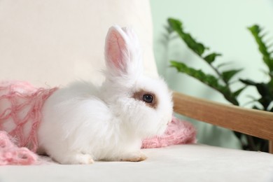 Photo of Fluffy white rabbit wrapped in soft blanket on sofa indoors. Cute pet