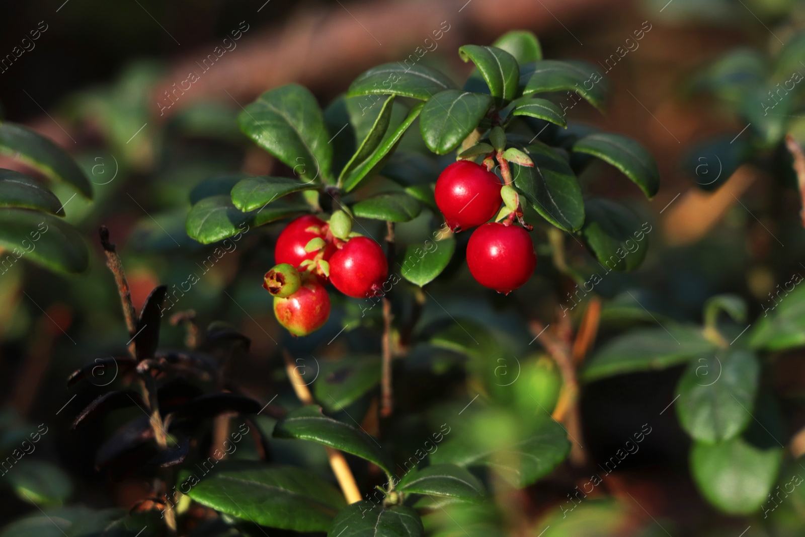 Photo of Sprigs of delicious ripe red lingonberries outdoors, closeup