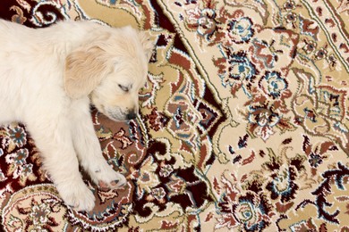 Photo of Cute little puppy sleeping on carpet, top view. Space for text