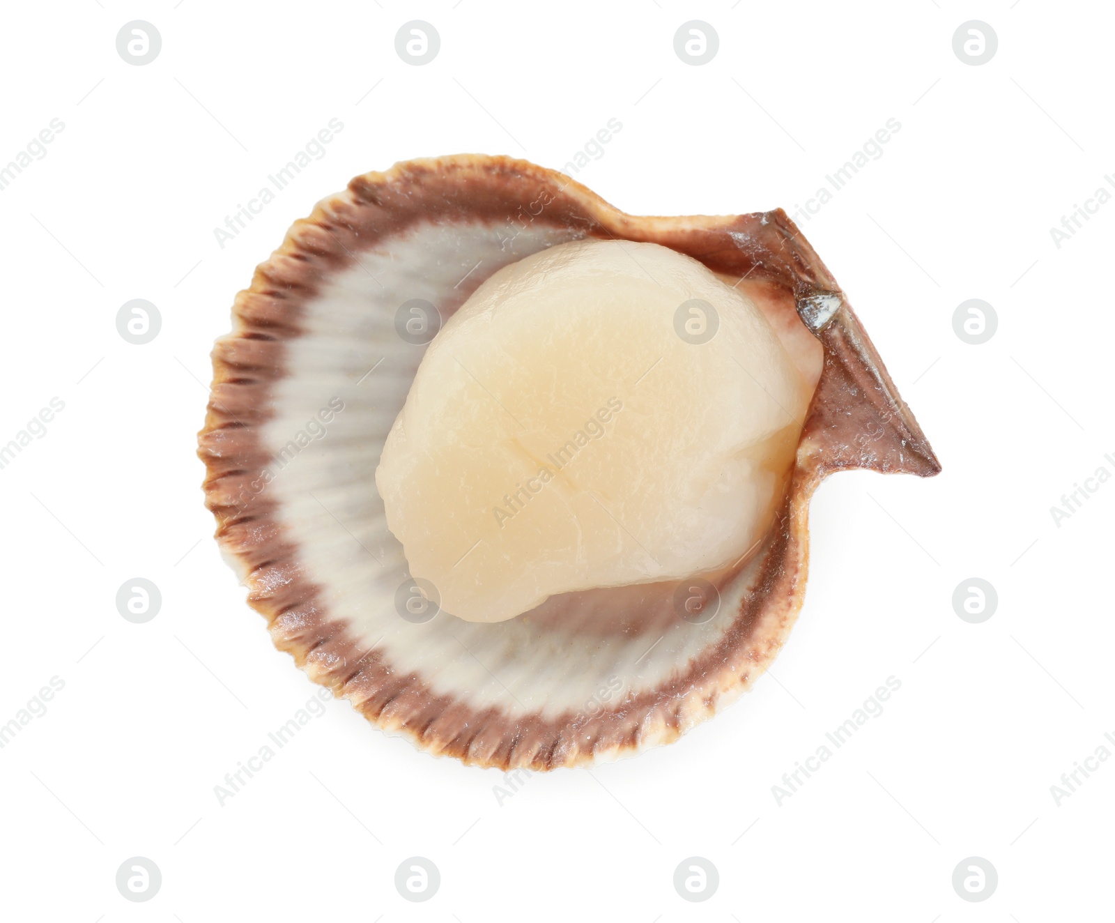 Photo of Fresh raw scallop in shell isolated on white, top view