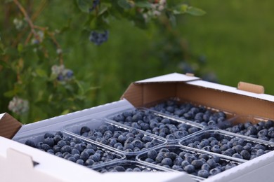 Photo of Box with containers of fresh blueberries outdoors. Seasonal berries
