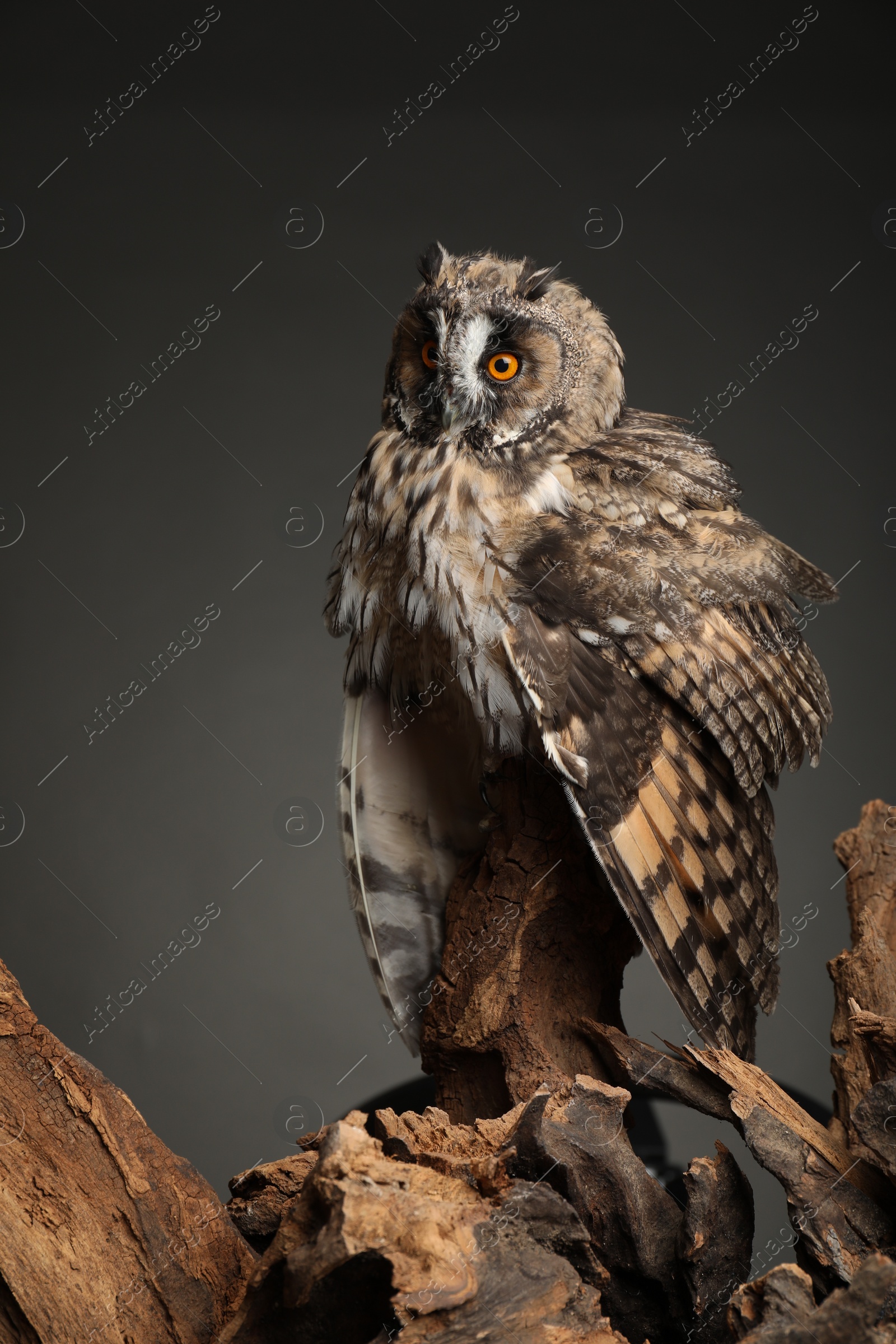 Photo of Beautiful eagle owl on tree against grey background. Predatory bird