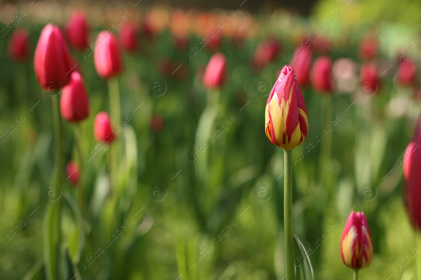 Photo of Beautiful red tulips growing outdoors on sunny day, closeup