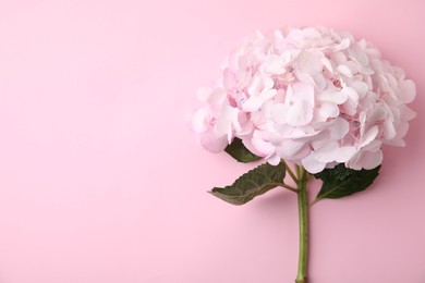 Beautiful hydrangea flower on pink background, top view. Space for text