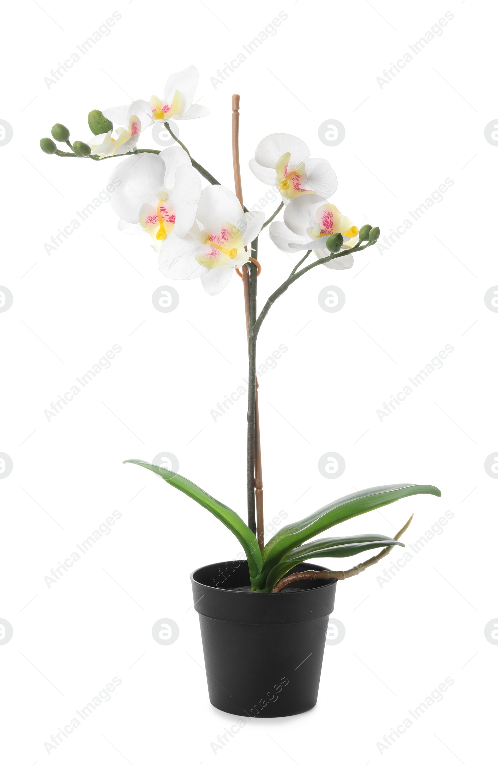 Photo of Beautiful artificial plant in flower pot isolated on white