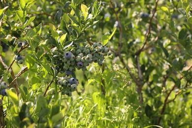 Bush of wild blueberry with berries growing outdoors