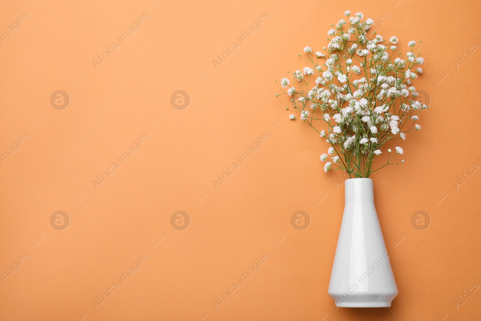 Photo of Beautiful gypsophila flowers in vase on orange background, top view. Space for text