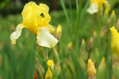 Photo of Beautiful iris flower with rain drops in garden, closeup view
