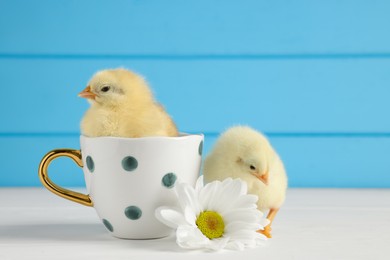 Photo of Two cute chicks with cup and beautiful chrysanthemum flower on white wooden table, closeup. Baby animals