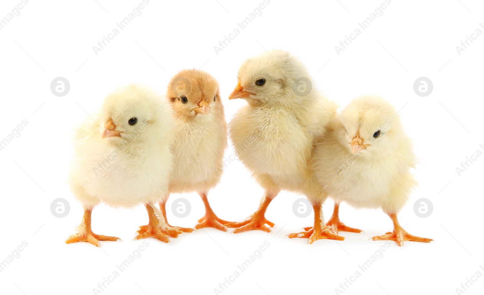 Photo of Many cute chicks isolated on white. Baby animals