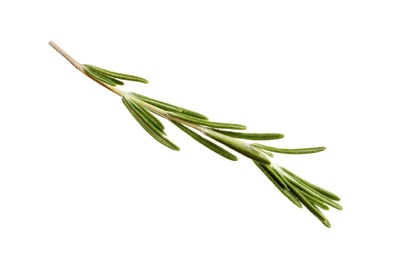 Photo of Fresh rosemary on white background