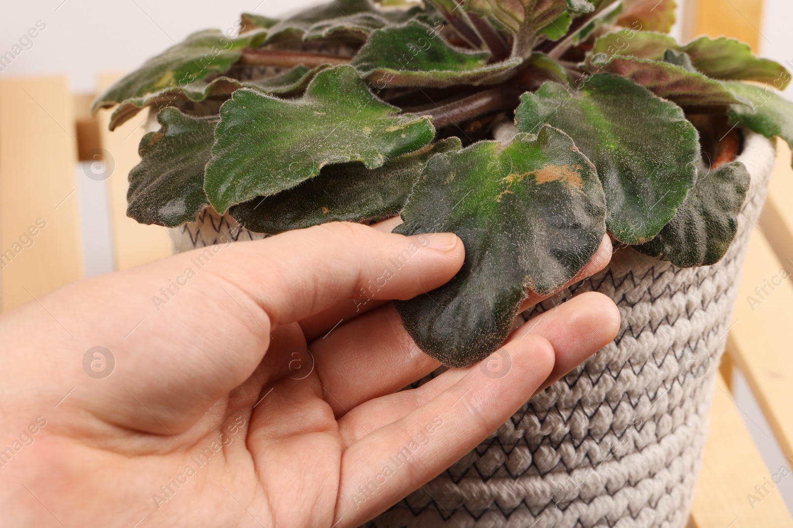 Photo of Man touching houseplant with damaged leaves indoors, closeup