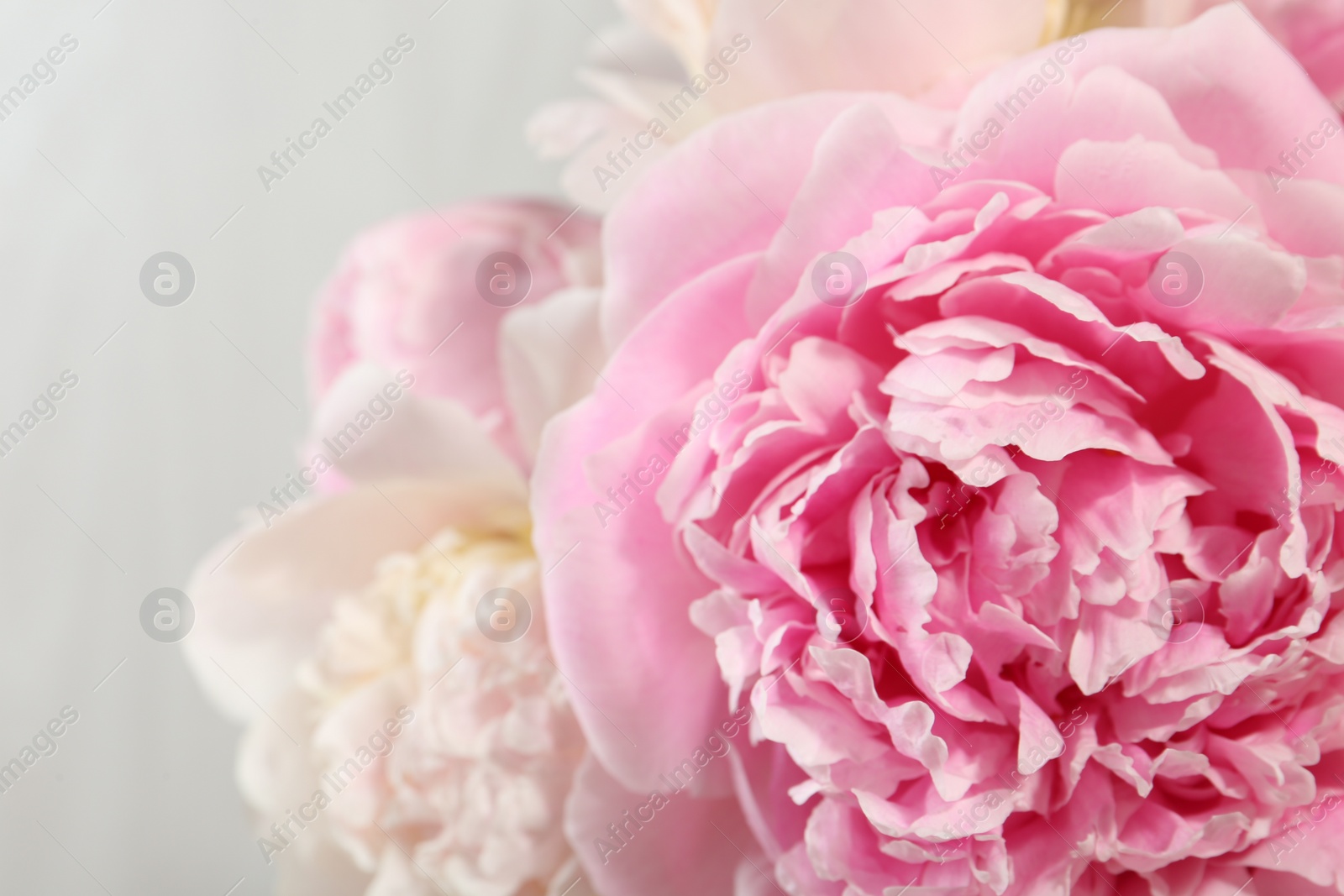 Photo of Beautiful peony flowers on light background, closeup