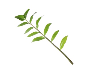 Tropical zamioculcas plant branch with leaves isolated on white
