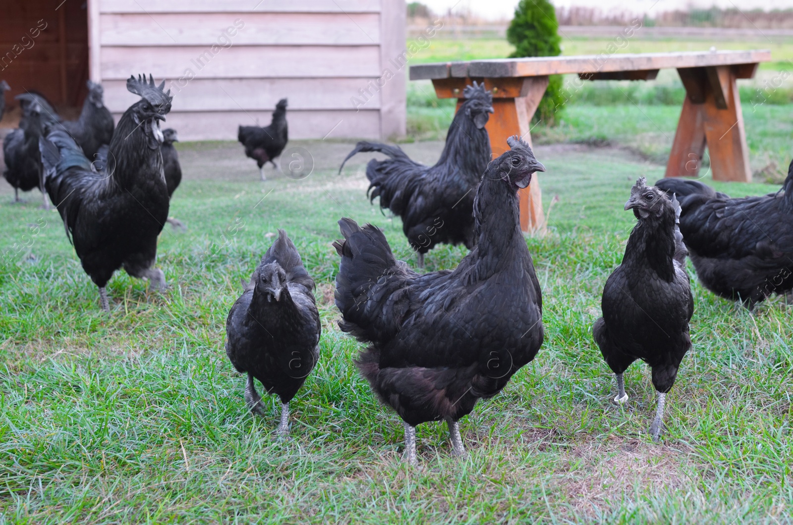 Photo of Beautiful black hens walking in zoo outdoors