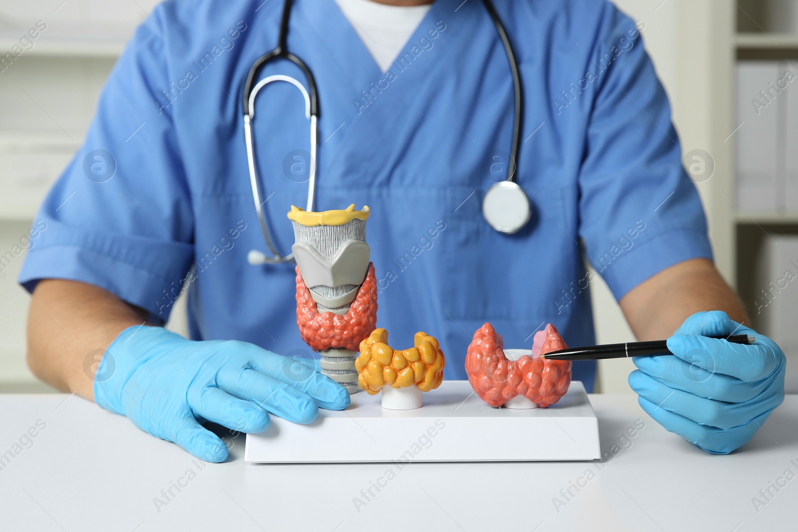 Photo of Endocrinologist showing thyroid gland models at white table in hospital, closeup