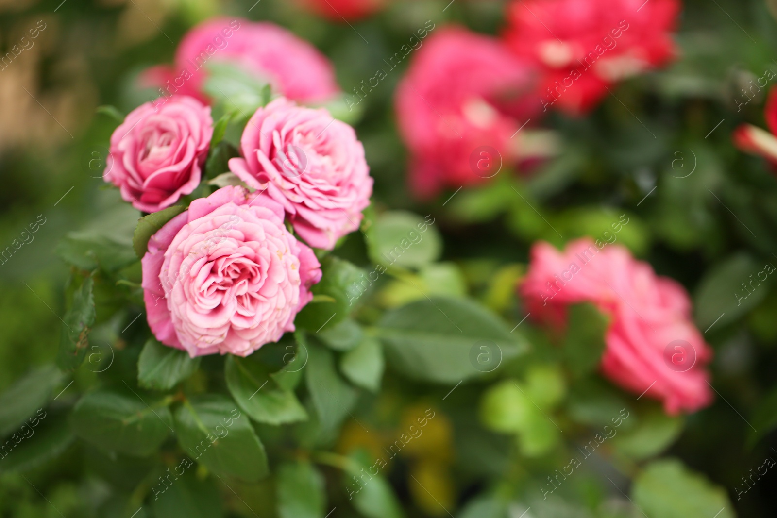 Photo of Beautiful blooming roses, closeup