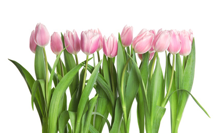 Photo of Beautiful pink spring tulips on white background