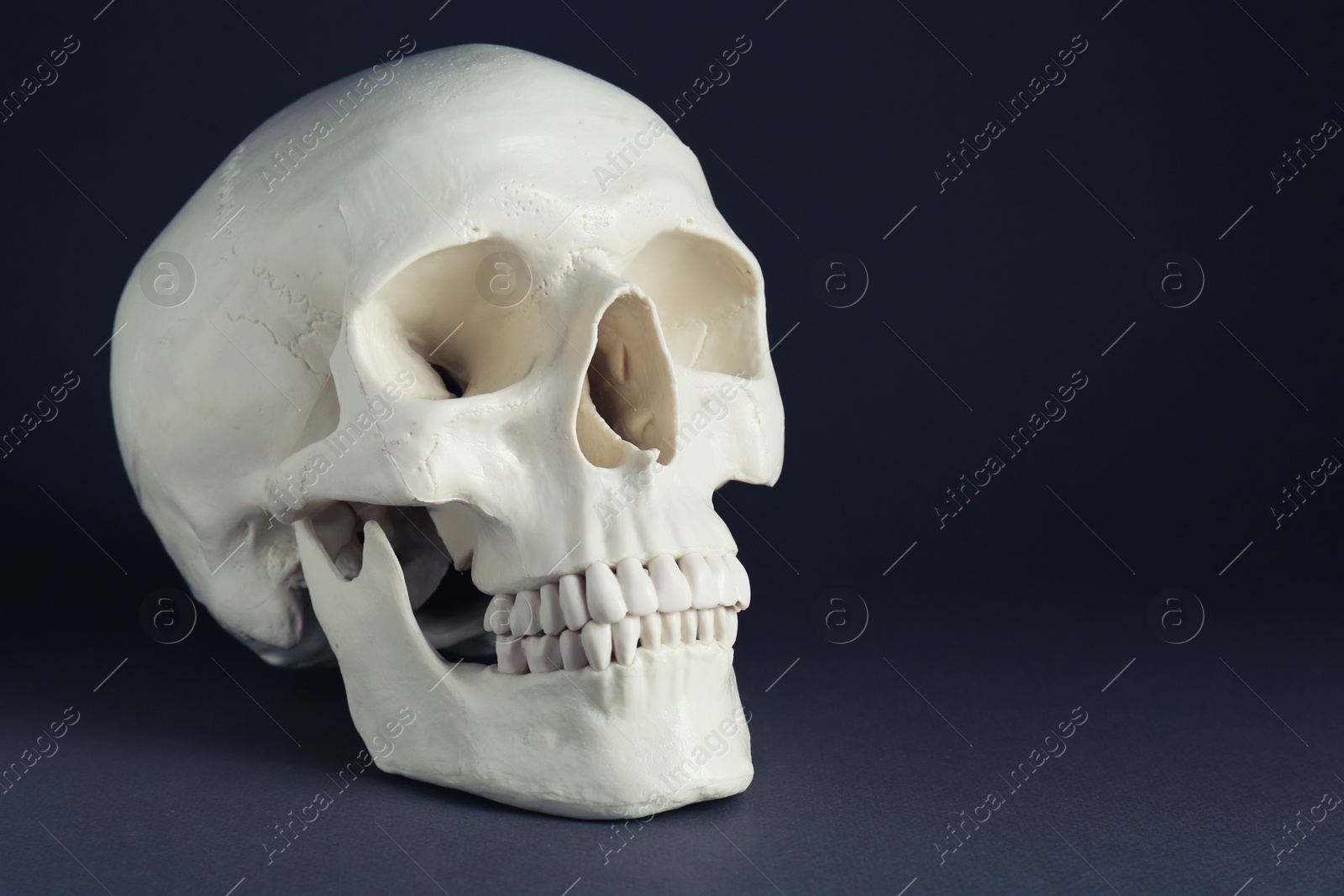 Photo of White human skull on black background, space for text