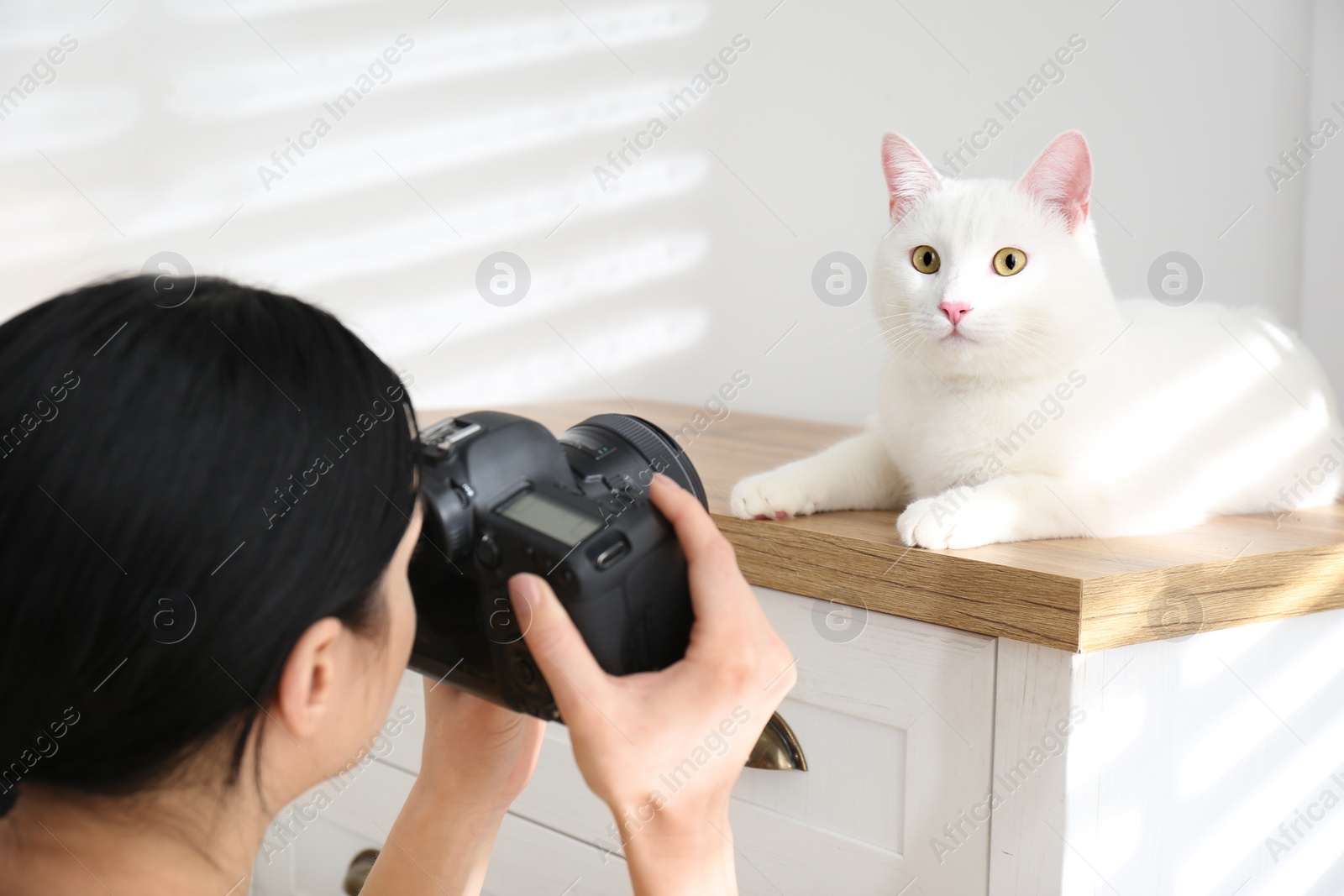 Photo of Professional animal photographer taking picture of beautiful white cat indoors, closeup