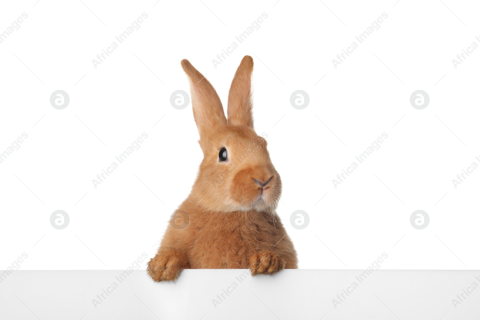 Photo of Cute bunny isolated on white. Easter symbol