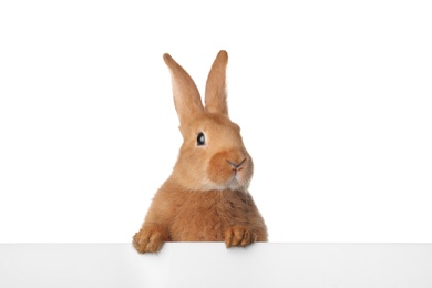 Photo of Cute bunny isolated on white. Easter symbol