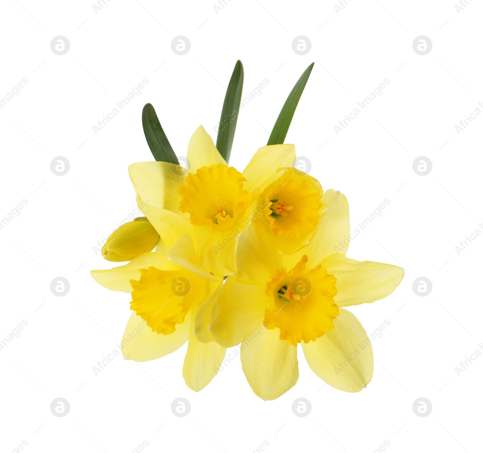 Photo of Beautiful blooming yellow daffodils on white background