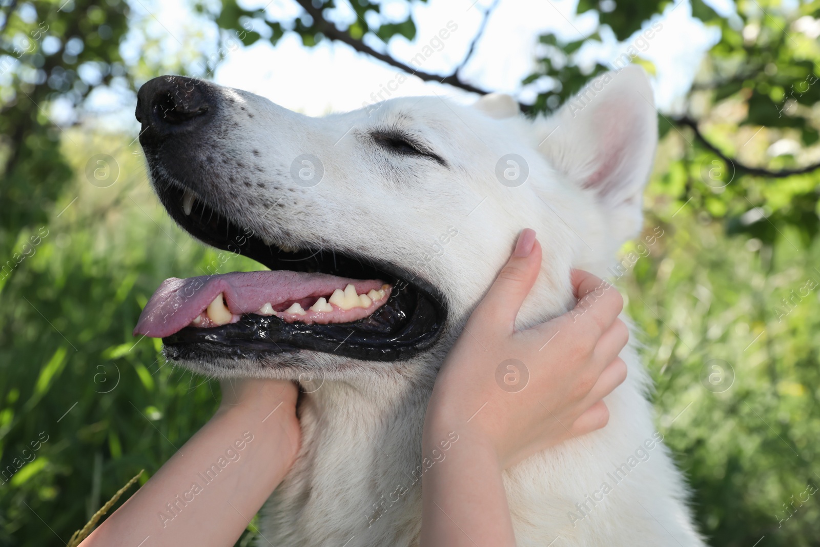 Photo of Young woman with her white Swiss Shepherd dog in park, closeup