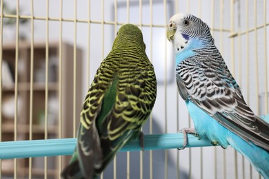 Photo of Beautiful bright parrots in cage indoors. Exotic pets