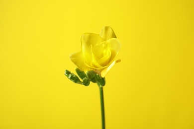 Beautiful freesia with fragrant flowers on color background