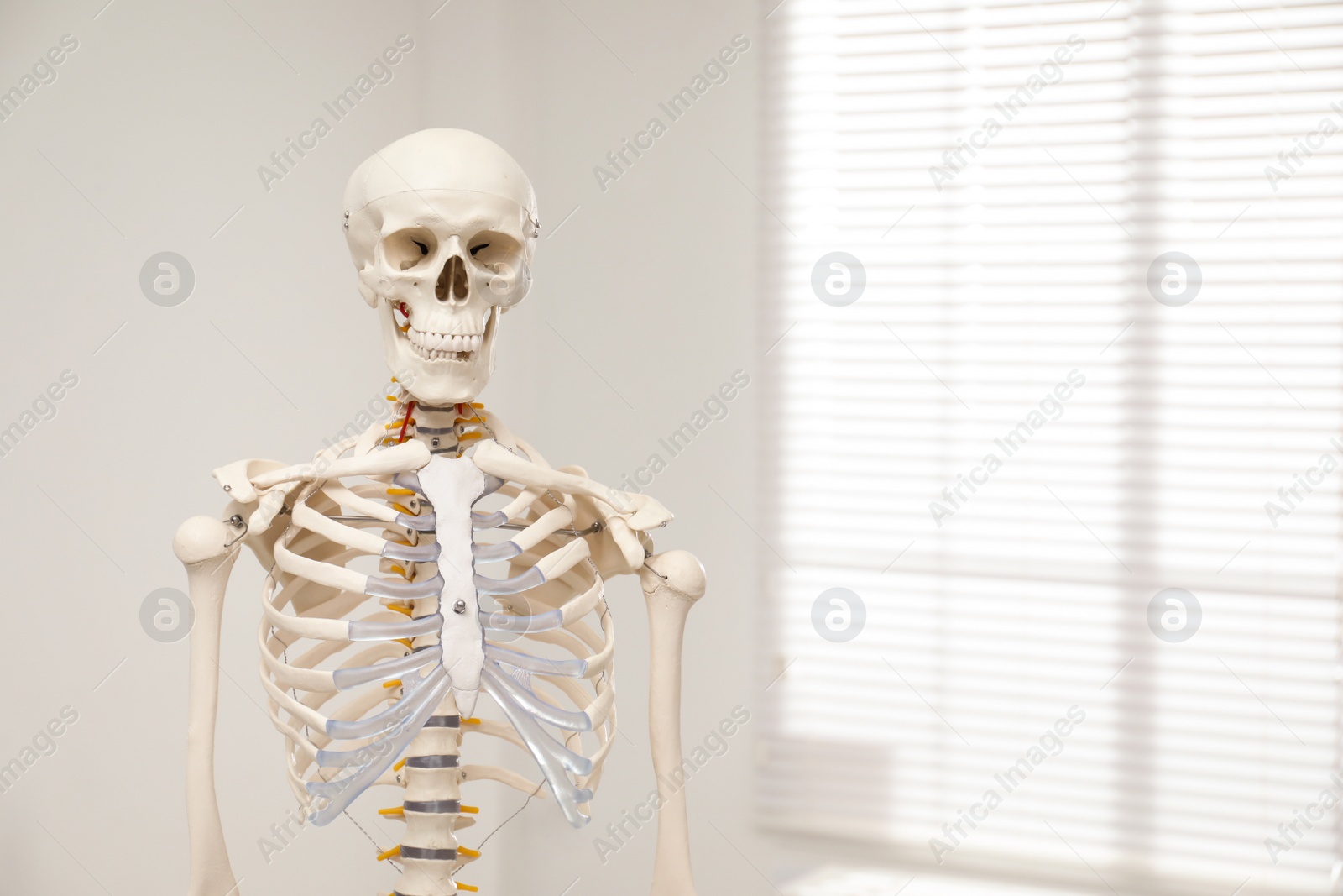 Photo of Artificial human skeleton model near window indoors. Space for text