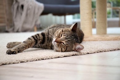 Photo of Cute cat resting on carpet at home