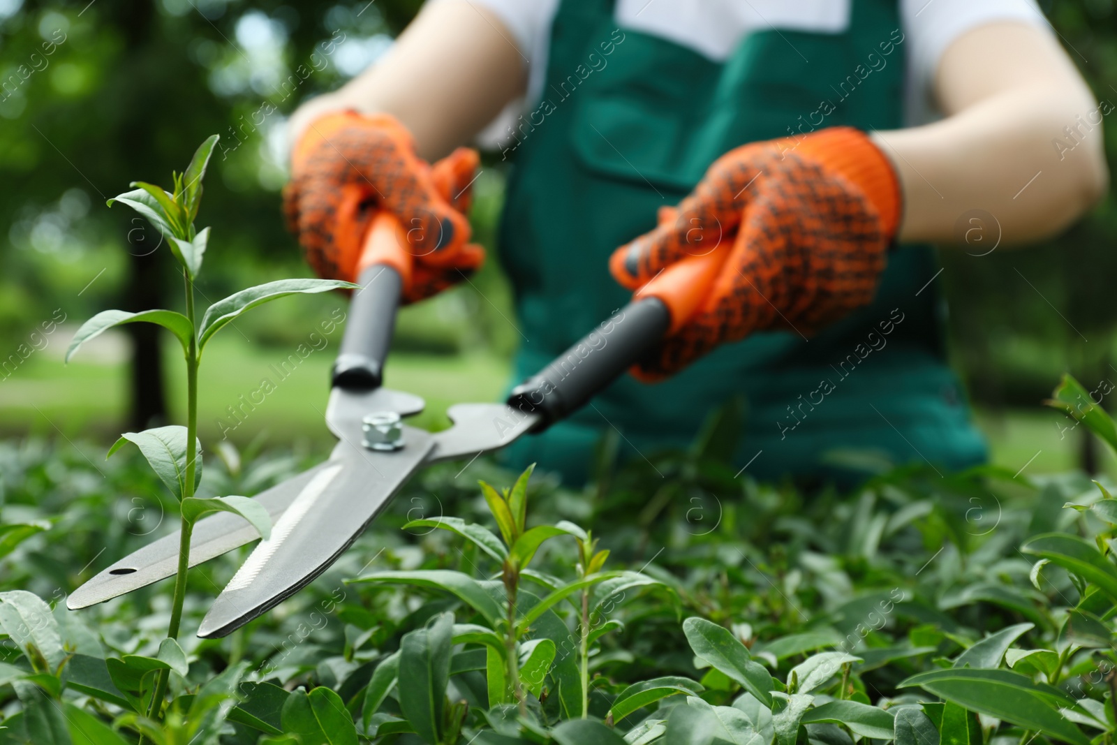 Photo of Worker cutting bush with hedge shears outdoors, closeup. Gardening tool