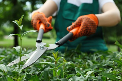 Photo of Worker cutting bush with hedge shears outdoors, closeup. Gardening tool