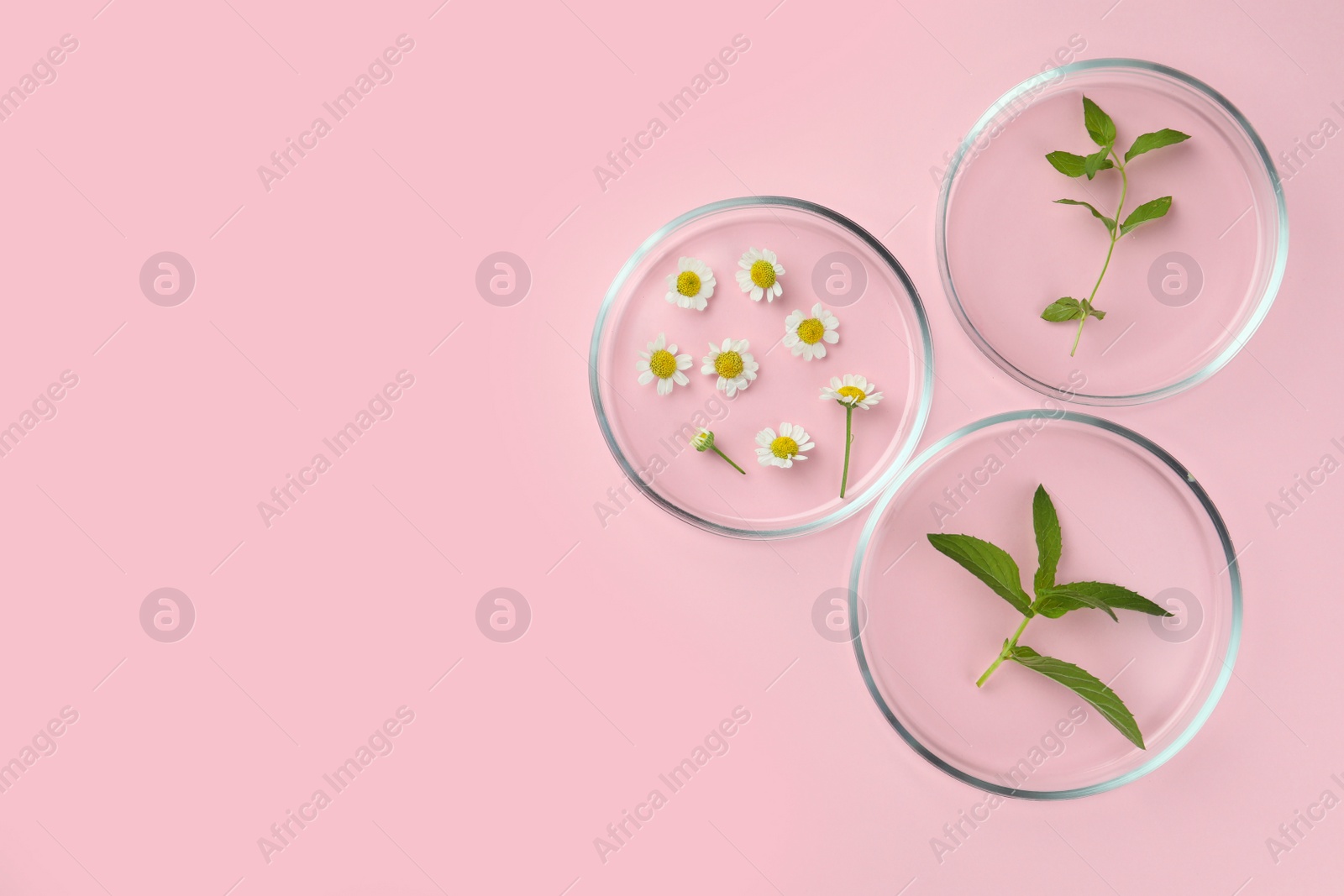 Photo of Petri dishes with different plants on pink background, flat lay. Space for text