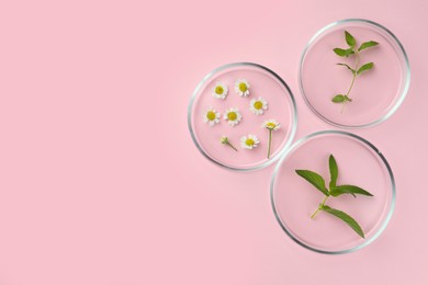 Photo of Petri dishes with different plants on pink background, flat lay. Space for text