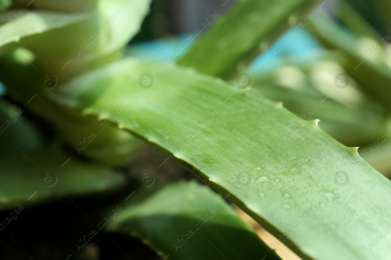 Photo of Beautiful green aloe vera plant on blurred background, closeup