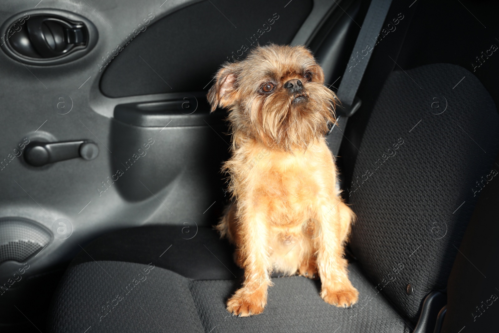 Photo of Adorable little dog in car. Exciting travel