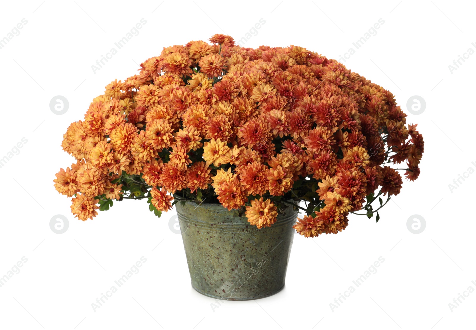 Photo of Beautiful orange chrysanthemum flowers in pot on white background