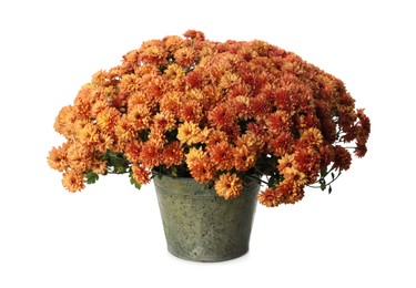 Photo of Beautiful orange chrysanthemum flowers in pot on white background