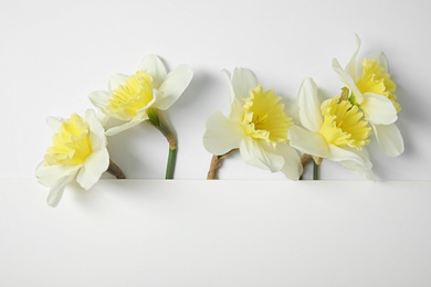 Photo of Composition with daffodils and card on white background, space for text. Fresh spring flowers